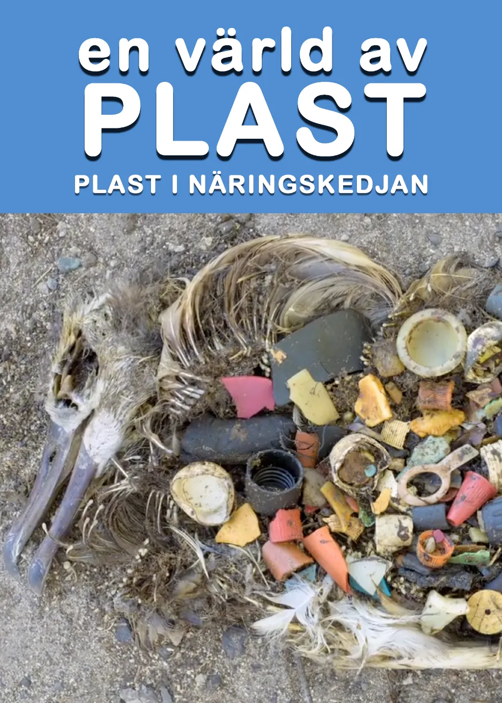 En värld av plast – Plast i näringskedjan